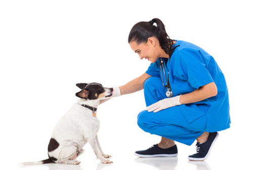 Comment calmer et accompagner son animal lors des visites chez le vétérinaire ? Comment calmer et accompagner son animal lors des visites chez le vétérinaire ?